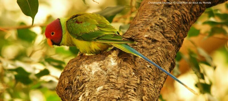 Plum-headed Parakeet male