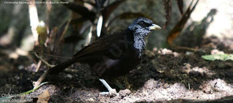 Capuchin Babbler