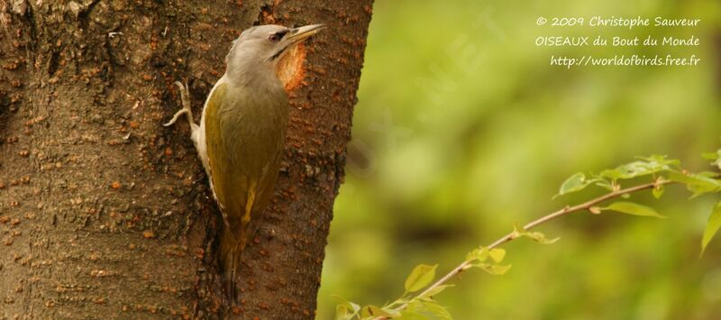 Grey-headed Woodpecker female, identification