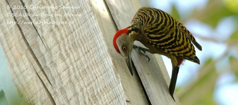 Hispaniolan Woodpecker