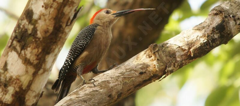 Yucatan Woodpecker