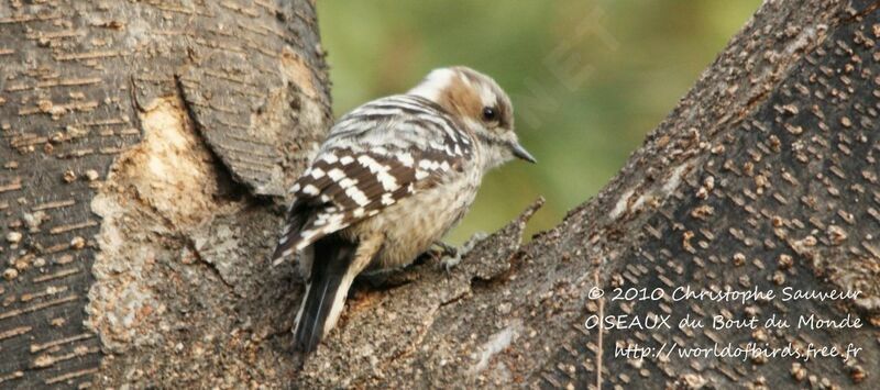 Japanese Pygmy Woodpecker