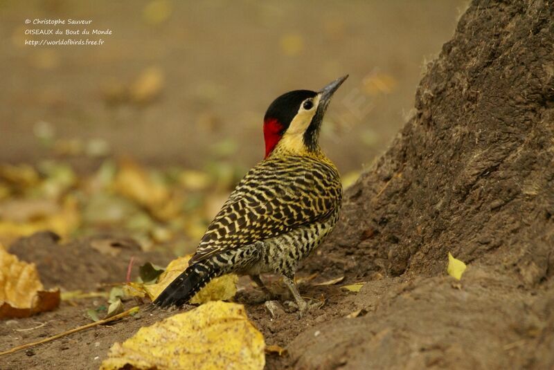 Green-barred Woodpecker, identification