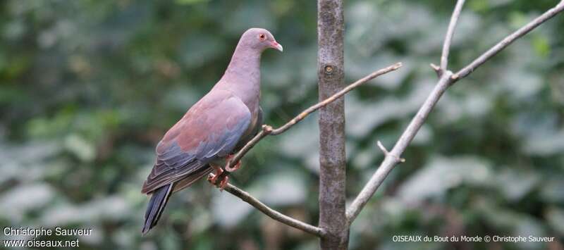 Maranon Pigeonadult, identification