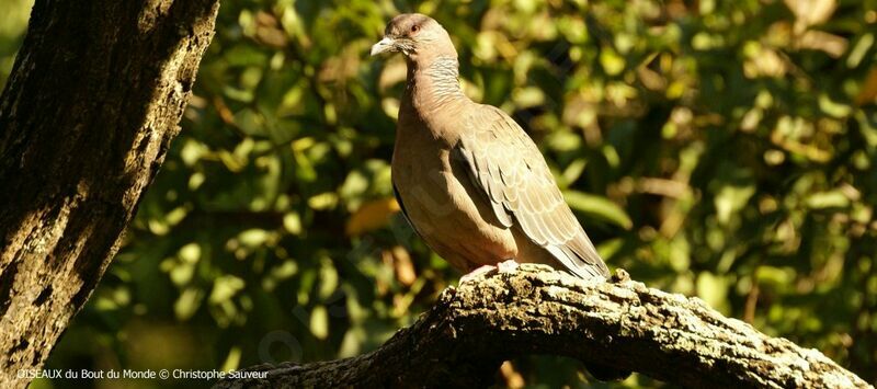 Picazuro Pigeon