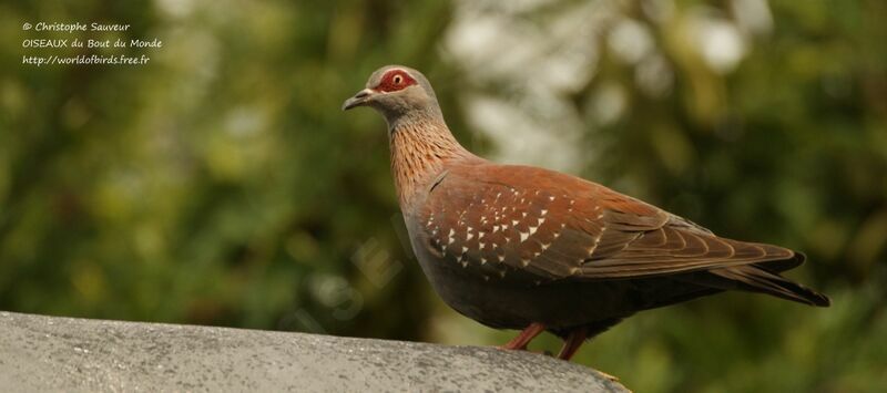 Pigeon roussard, identification