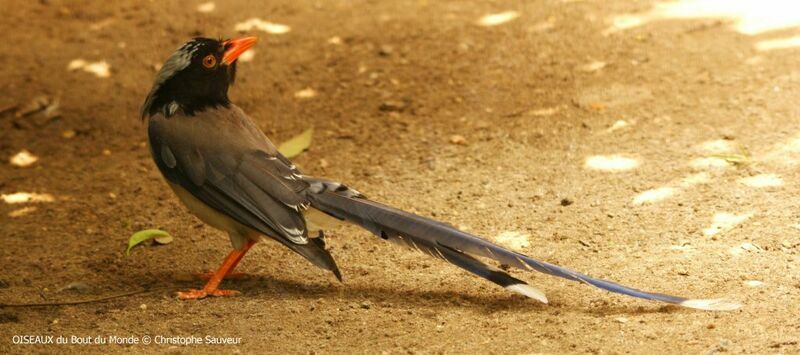 Red-billed Blue Magpie