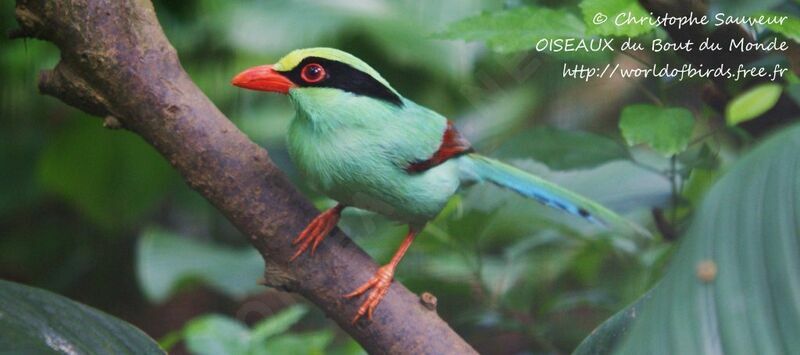 Common Green Magpie