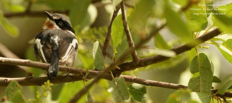 Pririt molitor mâle, identification