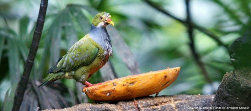 Orange-fronted Fruit Dove