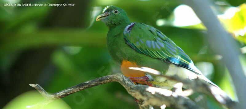 Orange-bellied Fruit Dove