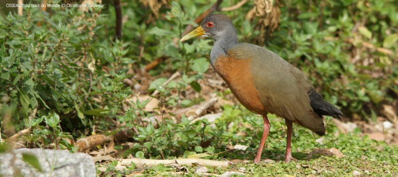 Grey-cowled Wood Rail