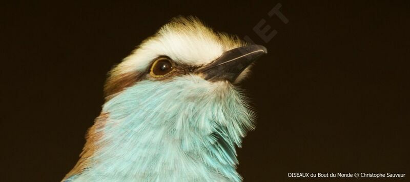 Racket-tailed Roller