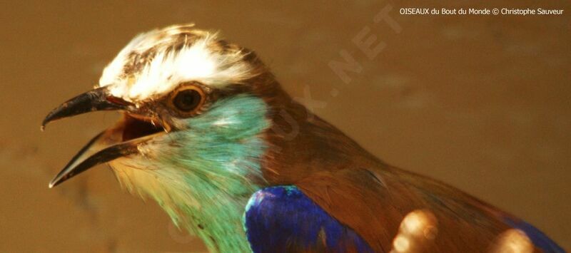 Racket-tailed Roller