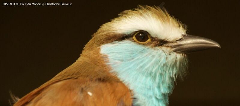 Racket-tailed Roller