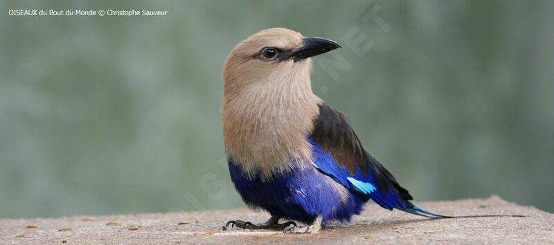 Blue-bellied Roller