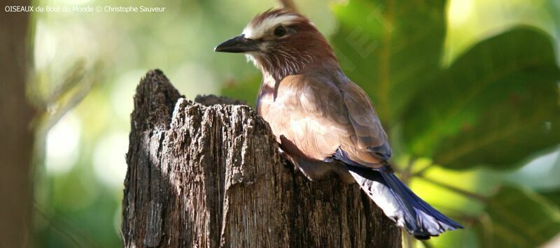 Purple Roller