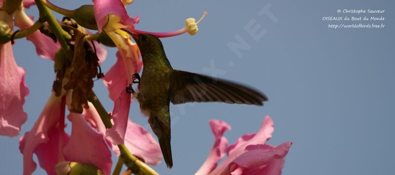 Gilded Sapphire, identification, Flight, feeding habits, Behaviour