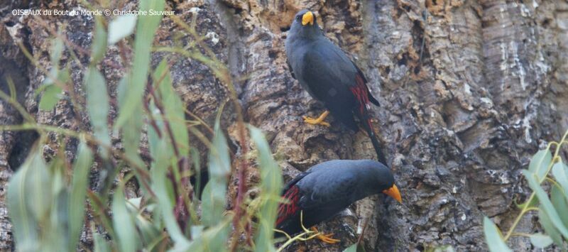 Grosbeak Starling