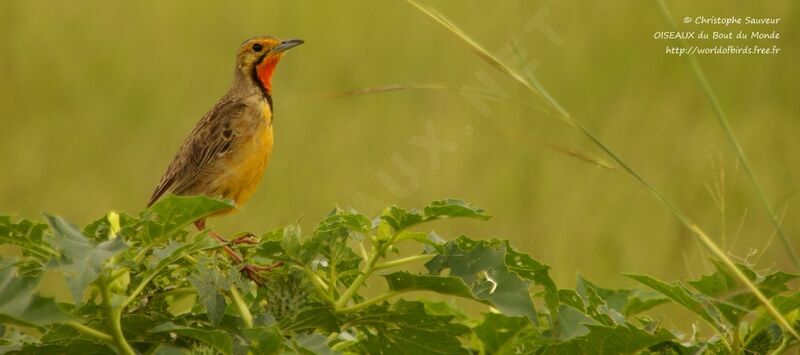 Cape Longclaw male, identification