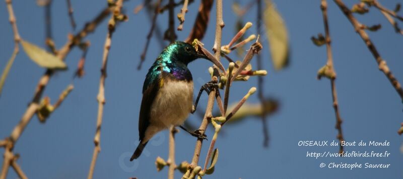 White-bellied Sunbird male, identification, feeding habits