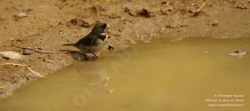 Double-collared Seedeater, identification