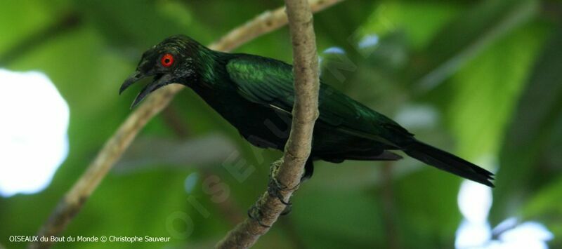 Metallic Starling