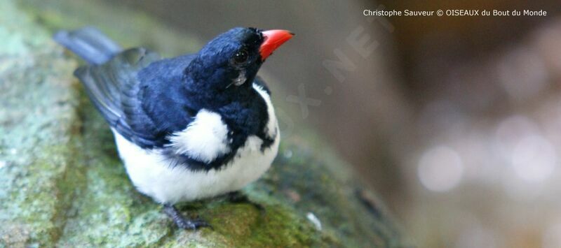 Red-billed Pied Tanager