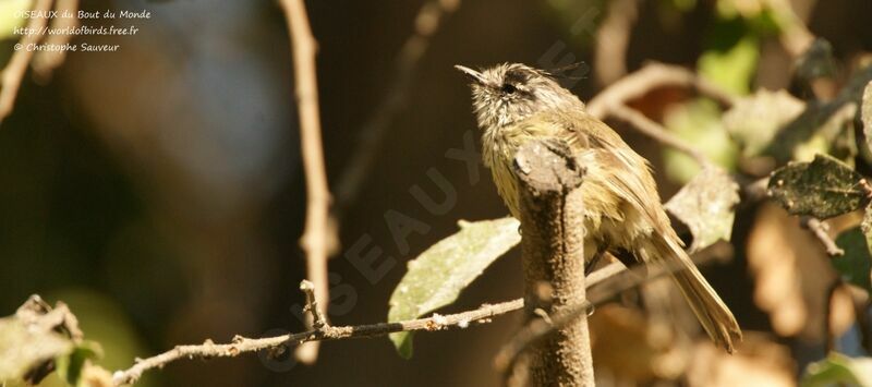 Tufted Tit-Tyrant, identification