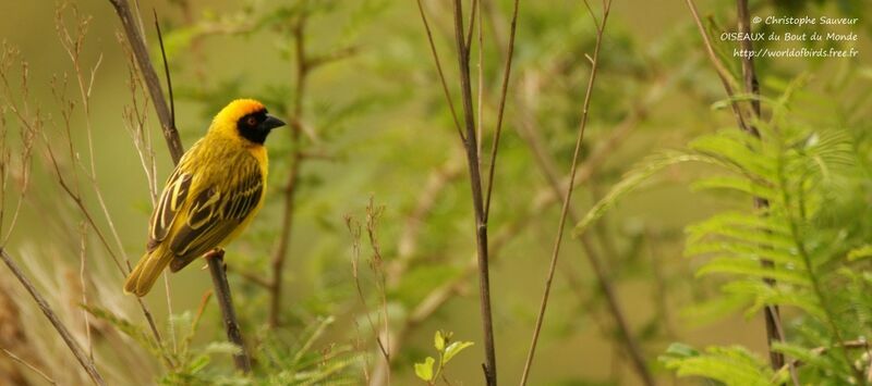 Southern Masked Weaver male adult, identification