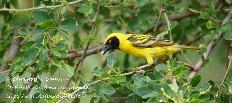 Village Weaver