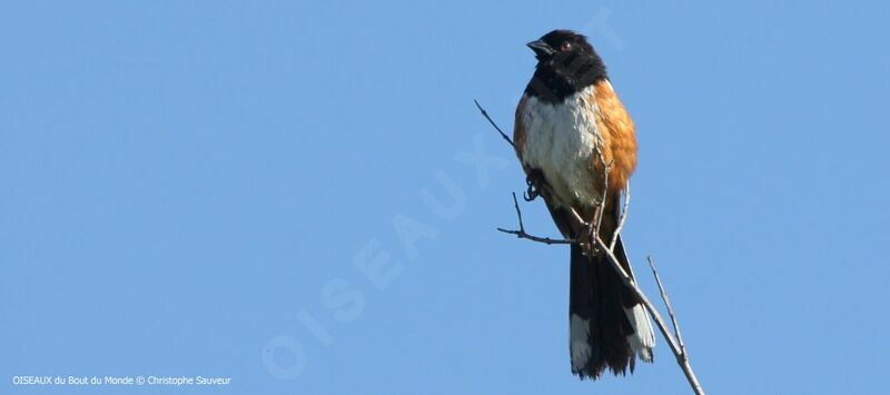 Spotted Towhee