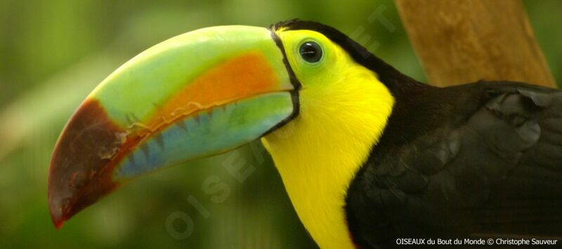 Keel-billed Toucan