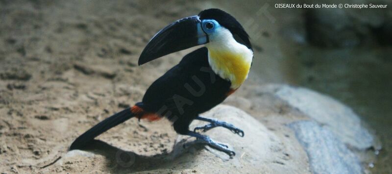 Channel-billed Toucan