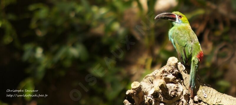 Toucanet à croupion rouge