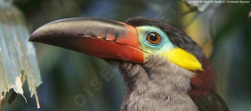 Guianan Toucanet female