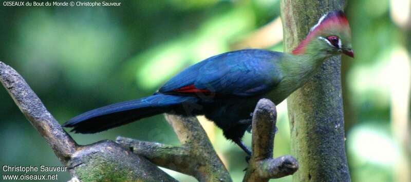 Fischer's Turaco