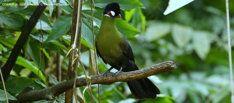 Hartlaub's Turaco