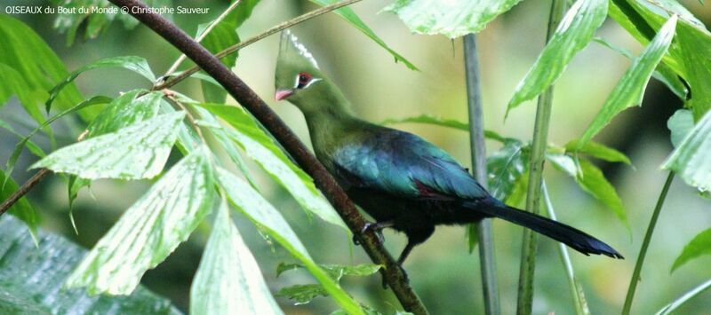 Touraco de Livingstone