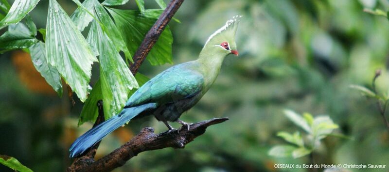 Touraco de Livingstone