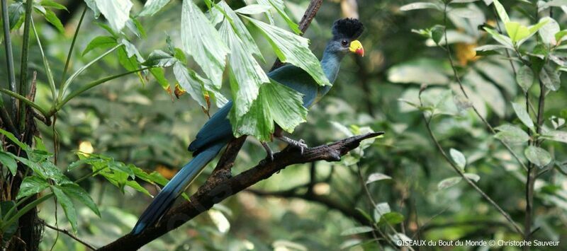 Great Blue Turaco