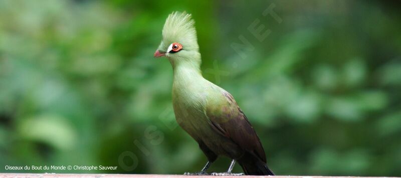 Touraco vert