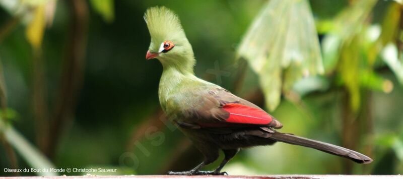 Touraco vert