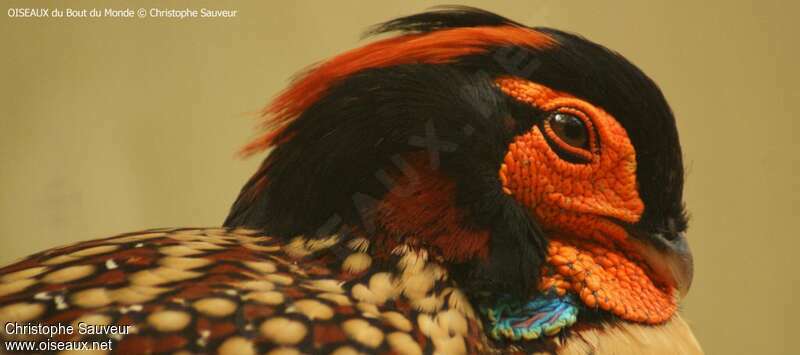 Cabot's Tragopan