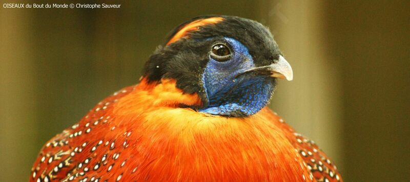 Tragopan de Temminck