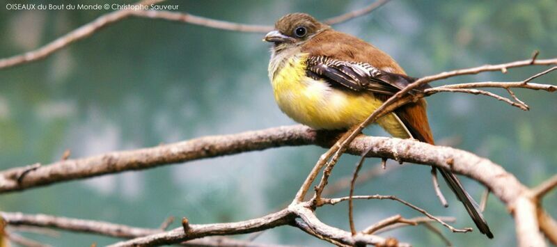 Trogon à poitrine jaune