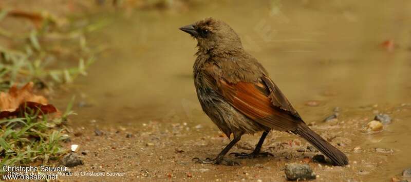 Greyish Baywingadult, identification