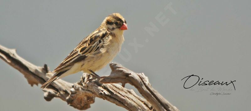 Pin-tailed Whydah male adult post breeding, identification