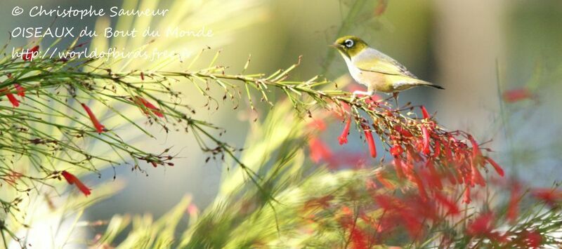 Silvereye