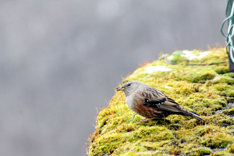 Alpine Accentor